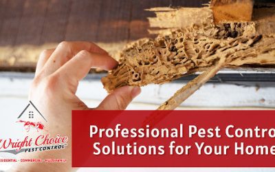 Count on Us to Provide Effective Pest Control Solutions