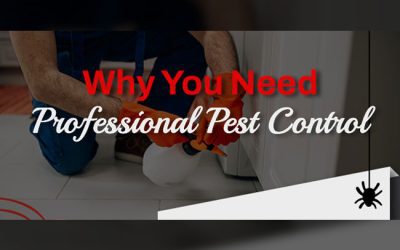 Why You Need Professional Pest Control [infographic]