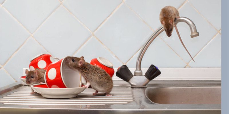 Mouse Control in Tallapoosa, Georgia